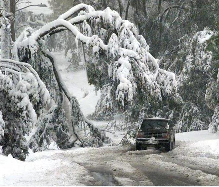 Car stuck on a road after snow has caused a large tree to fall over.